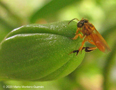 Tetragona ziegleri
