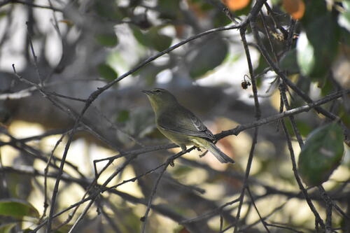 iNaturalist observation photo of Orange-crowned Warbler