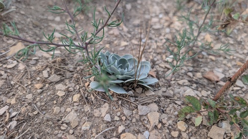 Physaria bellii