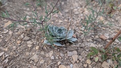 Physaria bellii