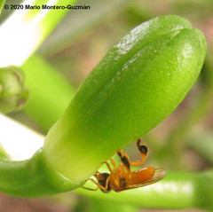 Tetragona ziegleri