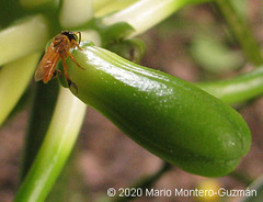 Tetragona ziegleri