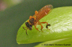 Tetragona ziegleri