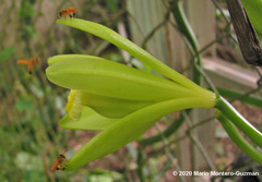 Tetragona ziegleri