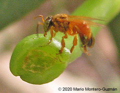 Tetragona ziegleri