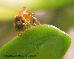 Tetragona ziegleri