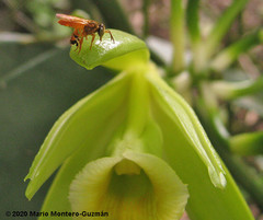 Tetragona ziegleri