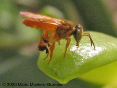 Tetragona ziegleri