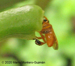 Tetragona ziegleri