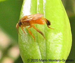 Tetragona ziegleri