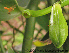 Tetragona ziegleri