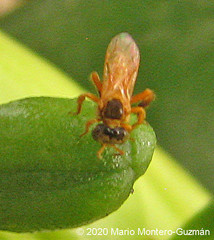 Tetragona ziegleri