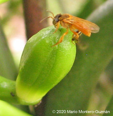 Tetragona ziegleri