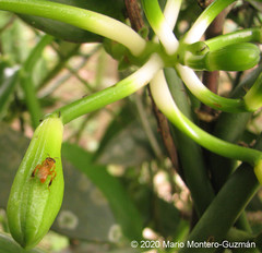 Tetragona ziegleri