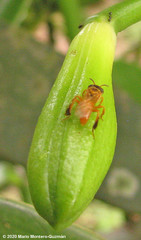 Tetragona ziegleri