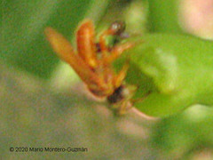 Tetragona ziegleri