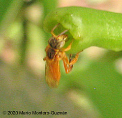 Tetragona ziegleri