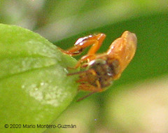 Tetragona ziegleri