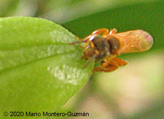 Tetragona ziegleri