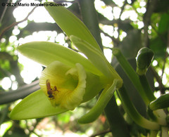 Tetragona ziegleri