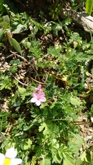 Erodium chium