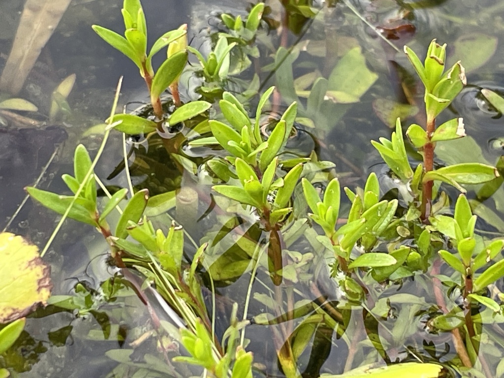 Ludwigia arcuata; photograph (c) James Hardee, some rights reserved (CC BY)
