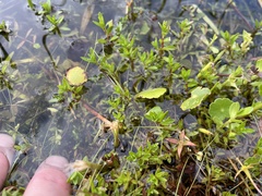 (c) James Hardee, some rights reserved (CC BY) Ludwigia arcuata, photograph (c) James Hardee, some rights reserved (CC BY)