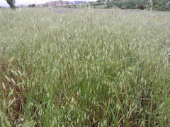 Avena sterilis