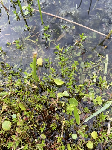 Ludwigia arcuata, photograph 2