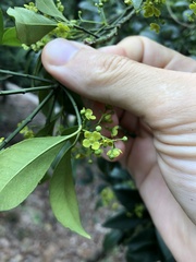 Euonymus nitidus