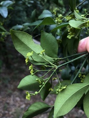 Euonymus nitidus