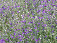 Echium plantagineum