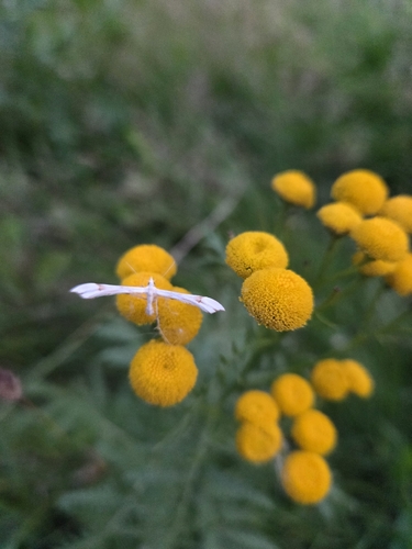Common Tansy
