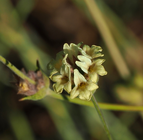 Sideritis libanotica, 2026-08-24