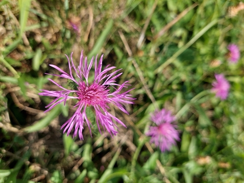 Brown Knapweed