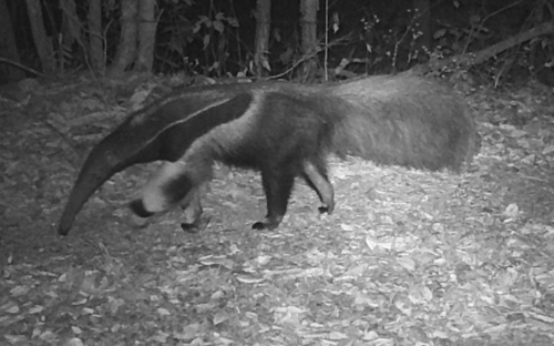 Giant Anteater