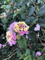 Lantana