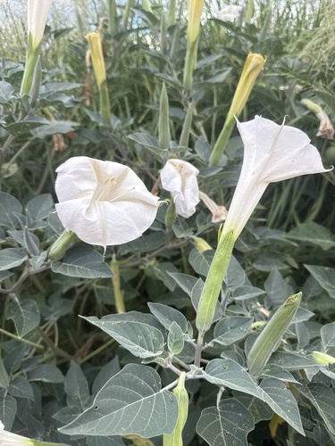 Sacred Datura