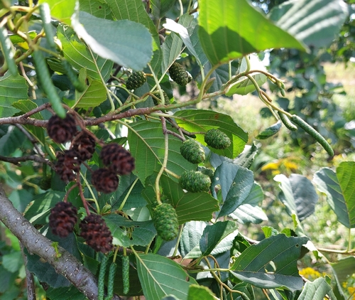 common alder