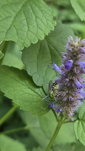 Bicolored Striped Sweat Bee