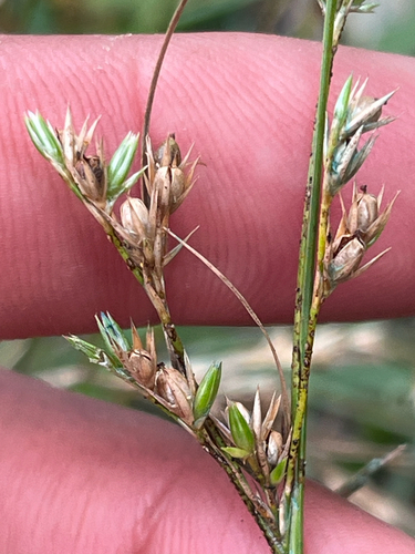 Juncus tenuis observed 2026-08-27