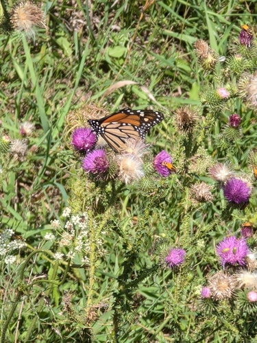 Monarch