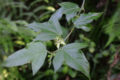 Passiflora suberosa