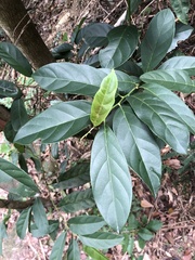 Maesa japonica