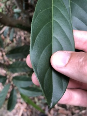 Maesa japonica