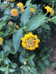 Lantana