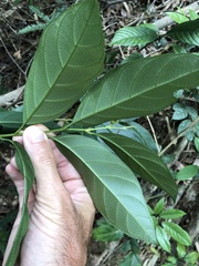 Maesa japonica