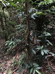 Maesa japonica