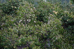 Syzygium zeylanicum