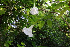 Brugmansia suaveolens